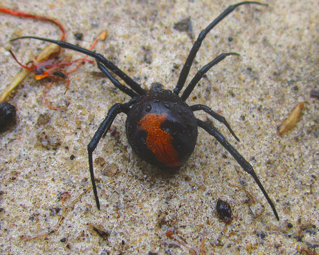 redback (black widow) spider
